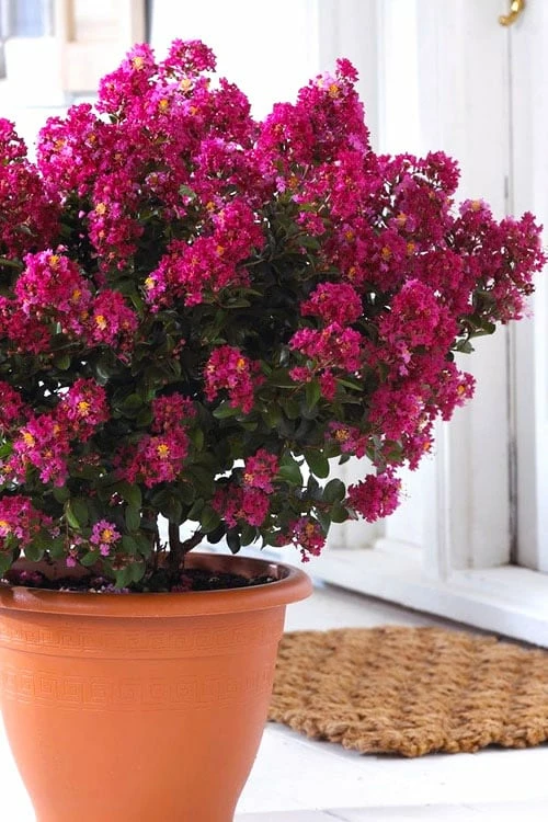 Berry Dazzle Dwarf Crape Myrtle - 1 Gallon Pot 1 Berry Dazzle Dwarf Crape Myrtle - 1 Gallon Pot
