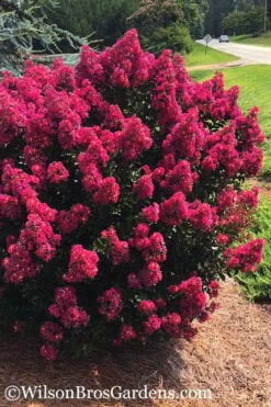 Berry Dazzle Dwarf Crape Myrtle - 3 Gallon Pot -Wilson Bros Gardens Shop crape myrtle berry dazzle 101