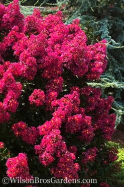 Berry Dazzle Dwarf Crape Myrtle - 3 Gallon Pot -Wilson Bros Gardens Shop crape myrtle berry dazzle 102