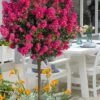 Berry Dazzle Dwarf Crape Myrtle (Single-Trunk Topiary) - 7 Gallon Pot
