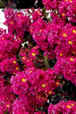 Berry Dazzle Dwarf Crape Myrtle (Single-Trunk Topiary) - 7 Gallon Pot 9 Berry Dazzle Dwarf Crape Myrtle (Single-Trunk Topiary) - 7 Gallon Pot -Wilson Bros Gardens Shop crape myrtle berry dazzle tree form topiary standard 2 1