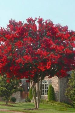 Dynamite Red Crape Myrtle - 7 Gallon Pot (5-6') -Wilson Bros Gardens Shop crape myrtle dynamite 10