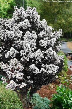 Lunar Magic Crape Myrtle Tree (Multi Trunk) - 3 Gallon Pot