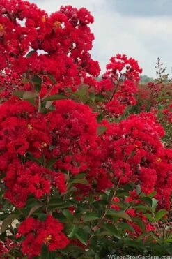 Miss Frances Red Crape Myrtle (Single Trunk Topiary Tree) - 7 Gallon Pot (5-6') -Wilson Bros Gardens Shop crape myrtle miss frances red 1 4