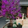 Miss Sandra Purple Crape Myrtle - 1 Gallon Pot