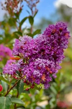 Miss Sandra Purple Crape Myrtle - 1 Gallon Pot -Wilson Bros Gardens Shop crape myrtle miss sandra purple 2 1