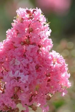 Sioux Pink Crape Myrtle Tree (Single Trunk) - 5 Gallon Pot -Wilson Bros Gardens Shop crape myrtle sioux pink 52 2