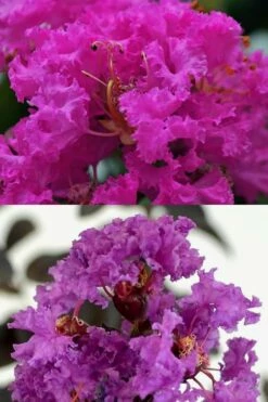 Twilight Purple Crape Myrtle - 7 Gallon Pot (4-5') -Wilson Bros Gardens Shop crape myrtle twilight purple 22