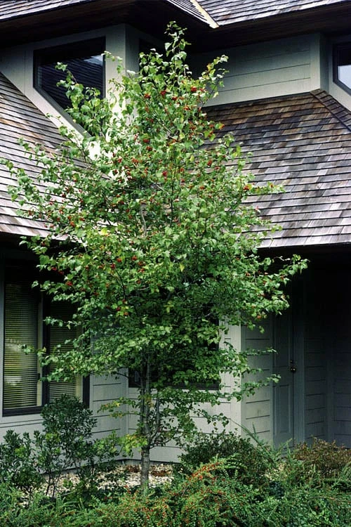 Washington Hawthorn (Crataegus Phaenopyrum) - 1 Gallon Pot 5 Washington Hawthorn (Crataegus Phaenopyrum) - 1 Gallon Pot - Image 5