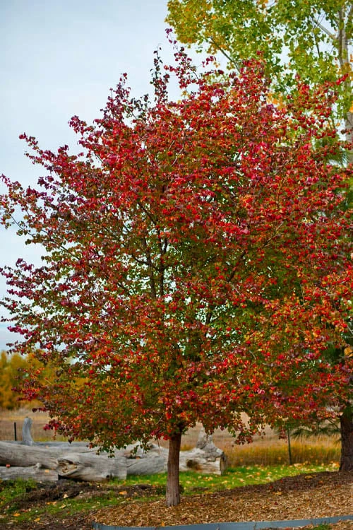 Washington Hawthorn (Crataegus Phaenopyrum) - 1 Gallon Pot 6 Washington Hawthorn (Crataegus Phaenopyrum) - 1 Gallon Pot - Image 6