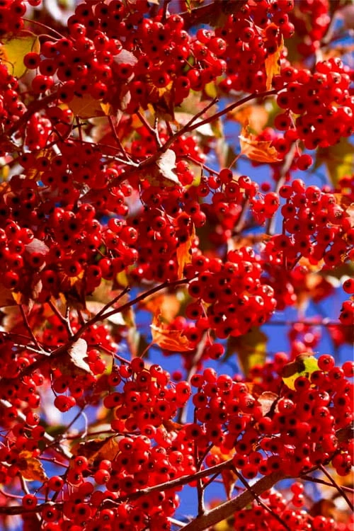 Washington Hawthorn (Crataegus Phaenopyrum) - 1 Gallon Pot 1 Washington Hawthorn (Crataegus Phaenopyrum) - 1 Gallon Pot