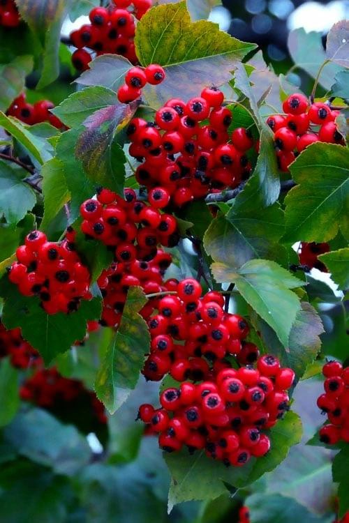 Washington Hawthorn (Crataegus Phaenopyrum) - 3 Pack Of 1.5 Quart Pots 7 Washington Hawthorn (Crataegus Phaenopyrum) - 3 Pack Of 1.5 Quart Pots - Image 7
