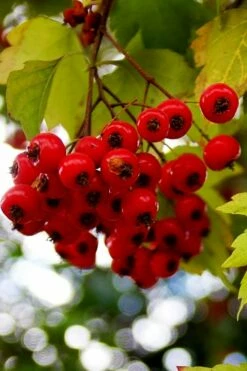 Washington Hawthorn (Crataegus Phaenopyrum) - 1 Gallon Pot 19 Washington Hawthorn (Crataegus Phaenopyrum) - 1 Gallon Pot -Wilson Bros Gardens Shop crataegus phaenopyrum washington hawthorne 8 1