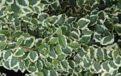 Variegated Creeping Fig (Ficus Pumila 'Variegata') - 10 Pack Of 4" Pint Pots -Wilson Bros Gardens Shop creeping fig ficus pumila variegata 50 2