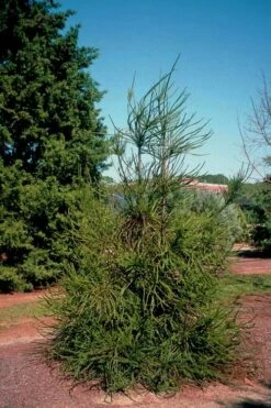Snake Branch Japanese Cedar - Cryptomeria Japonica 'Araucarioides' - 3 Gallon Pot -Wilson Bros Gardens Shop cryptomeria japonica araucarioides snake branch japanese cedar 1