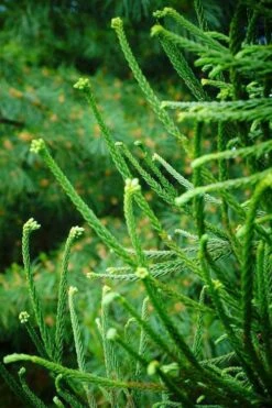 Snake Branch Japanese Cedar - Cryptomeria Japonica 'Araucarioides' - 3 Gallon Pot -Wilson Bros Gardens Shop cryptomeria japonica araucarioides snake branch japanese cedar 2