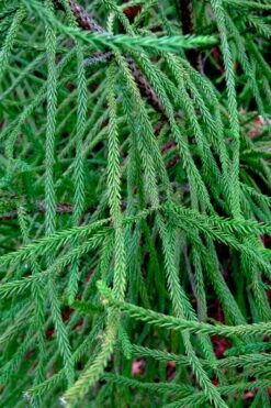 Snake Branch Japanese Cedar - Cryptomeria Japonica 'Araucarioides' - 3 Gallon Pot -Wilson Bros Gardens Shop cryptomeria japonica araucarioides snake branch japanese cedar 7