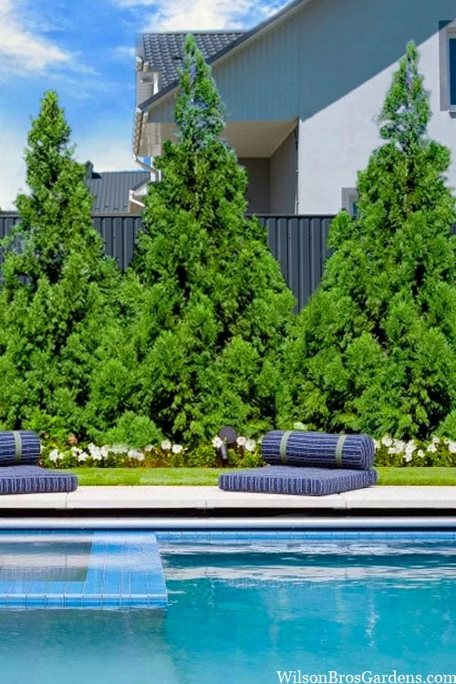 Radicans Cryptomeria (Japanese Cedar) - 6 Pack Of 1 Gallon Pots 5 Radicans Cryptomeria (Japanese Cedar) - 6 Pack Of 1 Gallon Pots - Image 5