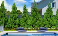 Radicans Cryptomeria (Japanese Cedar) - 1 Gallon Pot -Wilson Bros Gardens Shop cryptomeria japonica radicans 7 1