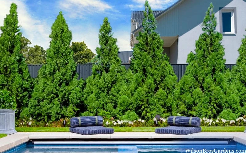 Radicans Cryptomeria (Japanese Cedar) - 6 Pack Of 1 Gallon Pots 4 Radicans Cryptomeria (Japanese Cedar) - 6 Pack Of 1 Gallon Pots - Image 4