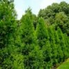 Radicans Cryptomeria (Japanese Cedar) - 1 Gallon Pot