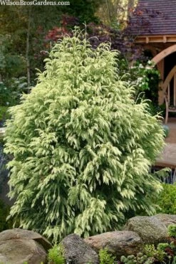 Sekken Sugi Golden Cryptomeria (Japanese Cedar) - 5 Gallon Pot