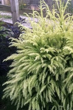 Sekken Sugi Golden Cryptomeria (Japanese Cedar) - 5 Gallon Pot 9 Sekken Sugi Golden Cryptomeria (Japanese Cedar) - 5 Gallon Pot -Wilson Bros Gardens Shop cryptomeria japonica sekkan sugi japanese cedar 2