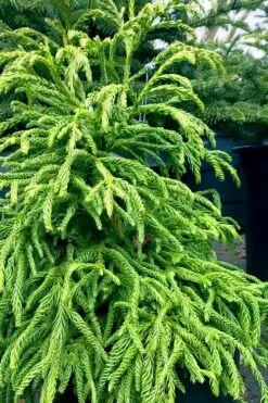 Spiralis Cryptomeria (Japanese Cedar) -2 Gallon Pot -Wilson Bros Gardens Shop cryptomeria japonica spiralis japanese cedar 2 1