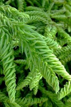 Spiralis Cryptomeria (Japanese Cedar) -2 Gallon Pot -Wilson Bros Gardens Shop cryptomeria japonica spiralis japanese cedar 3 1