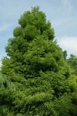 Spiralis Cryptomeria (Japanese Cedar) -2 Gallon Pot -Wilson Bros Gardens Shop cryptomeria japonica spiralis japanese cedar 7 1