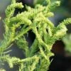 Spiraliter Falcata' Cryptomeria (Japanese Cedar) - 1 Gallon Pot