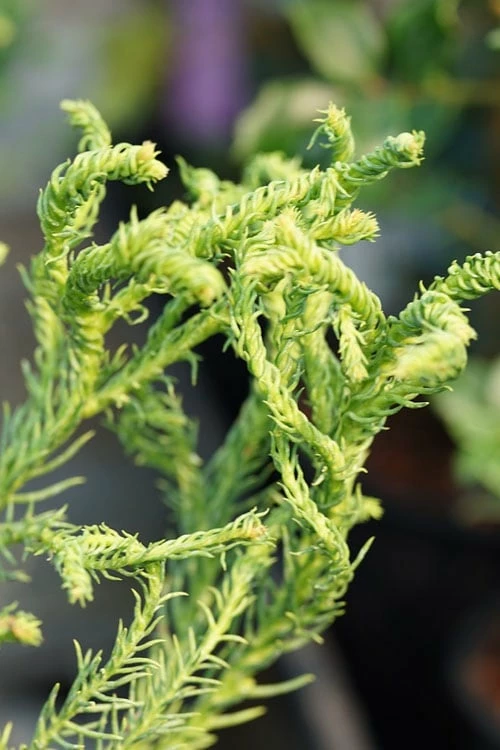 Spiraliter Falcata' Cryptomeria (Japanese Cedar) - 2 Gallon Pot 1 Spiraliter Falcata' Cryptomeria (Japanese Cedar) - 2 Gallon Pot