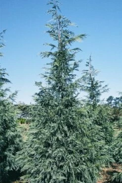 Naylor's Blue Leyland Cypress - 3 Gallon Pot -Wilson Bros Gardens Shop cupressocyparis leylandii naylors blue leyland cypress 1