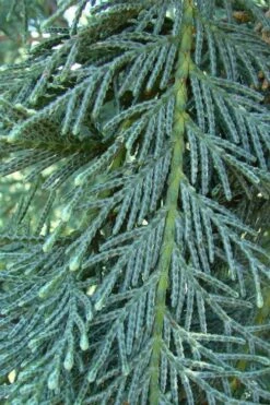 Naylor's Blue Leyland Cypress - 3 Gallon Pot -Wilson Bros Gardens Shop cupressocyparis leylandii naylors blue leyland cypress 3