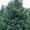 Naylor's Blue Leyland Cypress - 3 Gallon Pot