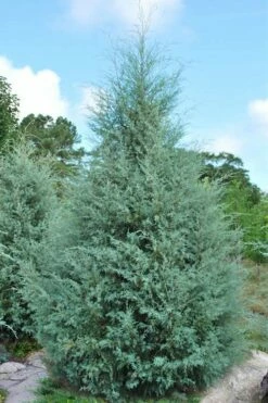 Carolina Sapphire Arizona Cypress - 1 Gallon Pot -Wilson Bros Gardens Shop cupressus arizonica arizona carolina sapphire cypress 1 2