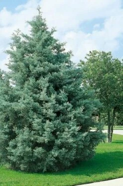 Carolina Sapphire Arizona Cypress - 6 Pack Of 1 Gallon Pots -Wilson Bros Gardens Shop cupressus arizonica arizona carolina sapphire cypress 102 3