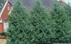 Carolina Sapphire Arizona Cypress - 5 Gallon Pot -Wilson Bros Gardens Shop cupressus arizonica arizona carolina sapphire cypress 103 2