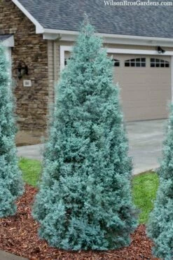 Blue Ice Arizona Cypress - 6 Pack Of 1 Gallon Pots -Wilson Bros Gardens Shop cupressus arizonica blue ice cypress 101 4