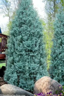 Blue Ice Arizona Cypress - 1 Gallon Pot -Wilson Bros Gardens Shop cupressus arizonica blue ice cypress 103