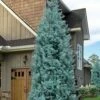 Blue Ice Arizona Cypress - 3 Gallon Pot