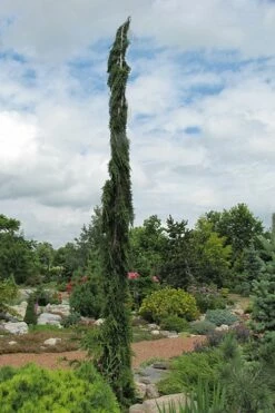 Van Den Akker Nootka Cypress - 6 Gallon Pot -Wilson Bros Gardens Shop cupressus nootkatensis van der akker alskan cedar 1