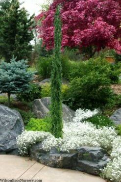 Van Den Akker Nootka Cypress - 6 Gallon Pot -Wilson Bros Gardens Shop cupressus nootkatensis van der akker alskan cedar 4