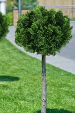 Dwarf Hinoki Cypress Tree (Single Trunk Topiary) - 7 Gallon Pot -Wilson Bros Gardens Shop cypress dwarf hinoki stand topiary tree form 1 1