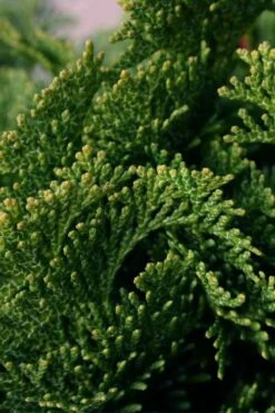 Dwarf Hinoki Cypress Tree (Single Trunk Topiary) - 7 Gallon Pot -Wilson Bros Gardens Shop cypress dwarf hinoki stand topiary tree form 2 1
