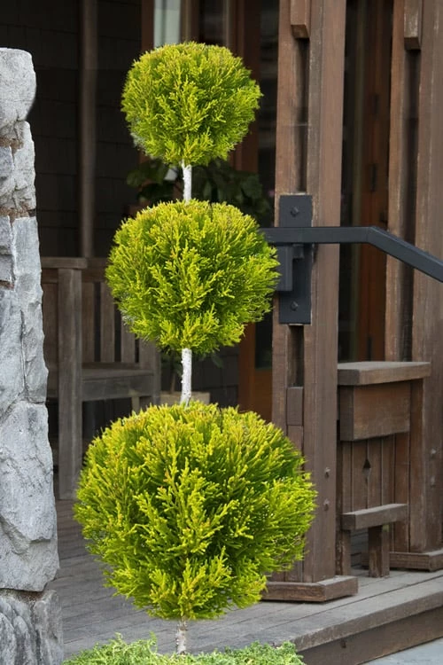 Goldcrest Monterey Lemon Cypress 3-Ball Poodle Tier Topiary - 7 Gallon Pot 1 Goldcrest Monterey Lemon Cypress 3-Ball Poodle Tier Topiary - 7 Gallon Pot
