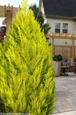 New Release 15 Goldcrest Monterey Lemon Cypress - 3 Gallon Pot