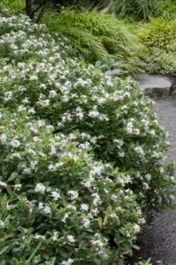 Jim's Pride White Summer Daphne - Daphne X Transatlantica - 1 Gallon Pot -Wilson Bros Gardens Shop daphne jims pride 1 1