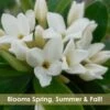Jim's Pride White Summer Daphne - Daphne X Transatlantica - 2 Gallon Pot
