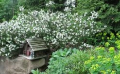 Jim's Pride White Summer Daphne - Daphne X Transatlantica - 1 Gallon Pot -Wilson Bros Gardens Shop daphne jims pride 3 1